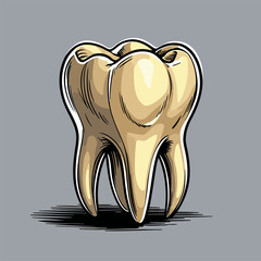 vector image of a human tooth