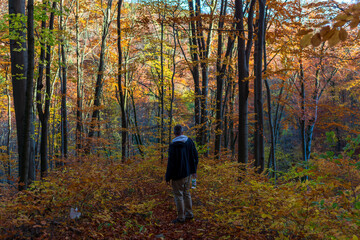 Fototapeta premium Adult man stands on a leaf covered forest path and looks into the distance, surrounded by tall trees in peak autumn color. Concept for hiking, solitude, exploration, and mindful time in nature.