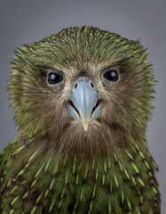 Fototapeta premium Kakapo-Porträt – seltener Eulepapagei aus Neuseeland