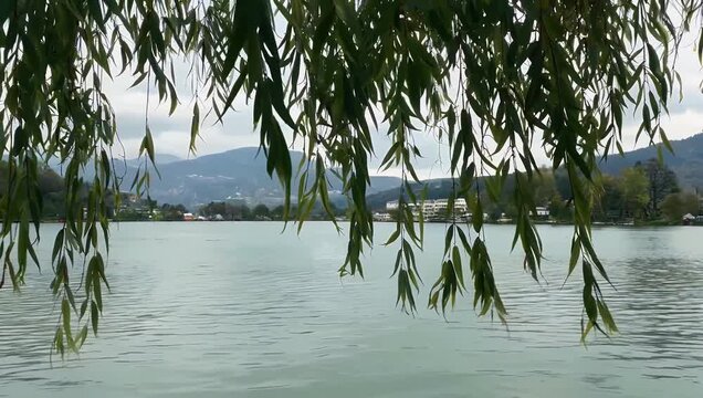 picturesque 4K winter scene captured through waving bare branches of willow trees Weidenzweige swaying gently in wind offering framed view of Lake Zurich Z&uuml;richsee in Switzerland during cold