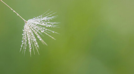 Macro dandelion seed parachute with water dew droplets