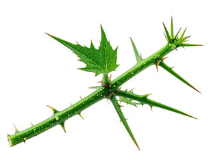 Fototapeta premium Close-up of a thorny green stem with a few leaves, isolated against a black background