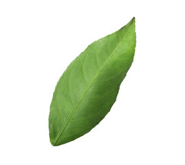 Fototapeta premium Green leaf of lemon tree isolated on white