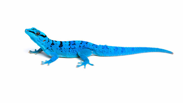 Vibrant turquoise dwarf gecko isolated on white background, showcasing its unique coloration and small size, a captivating reptile species