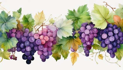 watercolor grapes and leaves border