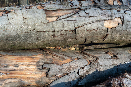 Close-up texture of cracked and peeling grey bark on rotting tree logs in a forest.