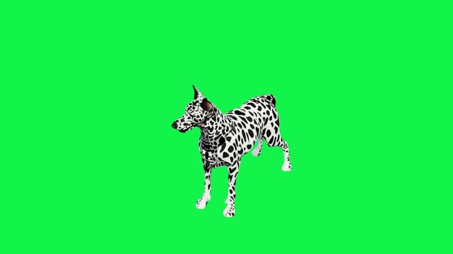 3D Realistic Dalmatian Dog Alert Standing slow motion animation Loop with top camera View on Green Screen, 4K black-and-white spots dog idle stand and facing slightly to the side render on Chroma Key.