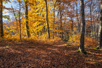 Fototapeta premium Forêt d'Automne Ensoleillée 