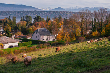 Murmures de la Campagne, Chamb&eacute;sy