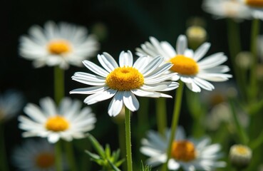 Fototapeta premium White daisy flowers with yellow centers grow on green stems. Several blossoms bloom in soft focus background creating depth. Petals spread open under bright sunlight.