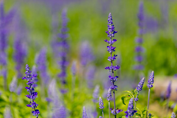 Fototapeta premium Selective focus of blue flowers Salvia farinacea with green leaves in the garden, Beautiful colorful purple flowers plant of Victoria blue (Mealy Cup Sage) Natural floral pattern texture background.