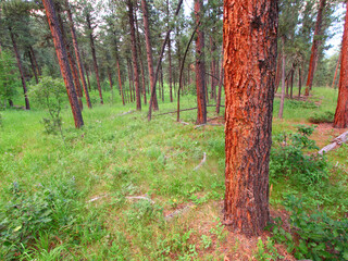 Black Hills National Forest of Wyoming lit by evening sunlight