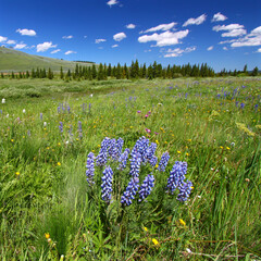 Bighorn National Forest Wildflowers