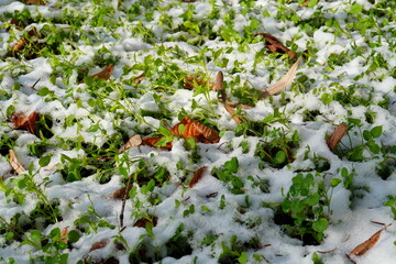 First snow in december among green plants and dry fallen leaves. Ground cover background closeup. 