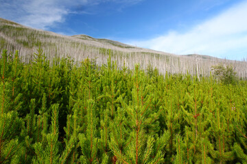 Small pines emerge in the wake of a forest fire in the Flathead National Forest of Montana