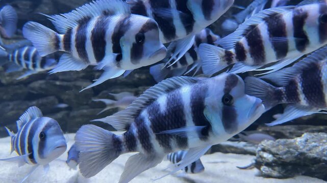 Beautiful zebra fish with black and white stripes swimming underwater in a school. Peaceful aquarium scene, exotic tropical fish, marine life and underwater nature harmony.