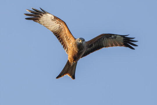Red Kite Flying - 241C3024