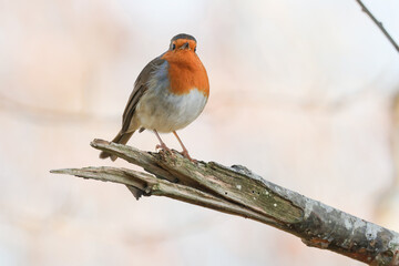 Fototapeta premium Robin On A Spilt Branch - 241C1260