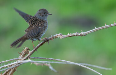 Obraz premium Cold winter morning observing warblers, goldfinches, dunnocks, wrens, robins....!