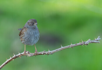 Cold winter morning observing warblers, goldfinches, dunnocks, wrens, robins....!