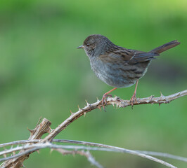 Fototapeta premium Cold winter morning observing warblers, goldfinches, dunnocks, wrens, robins....!