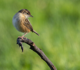 Cold winter morning observing warblers, goldfinches, dunnocks, wrens, robins....!