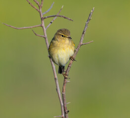 Obraz premium Cold winter morning observing warblers, goldfinches, dunnocks, wrens, robins....!