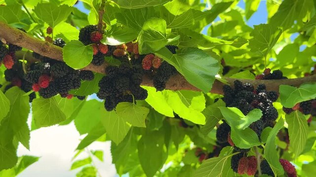 Many black mulberry fruits on tree branches. Black morus berries in garden. Superberry Black Mulberry Tree
