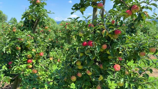 Apple garden row with red apples and green leaves