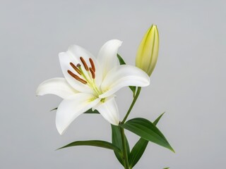 Fototapeta premium White lily bloom