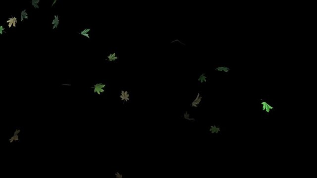 Realistic Natural Leaves Falling Black Background 4K 