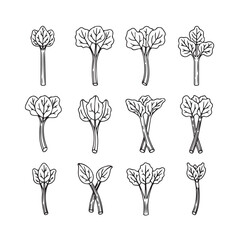 Rhubarb Vegetable black line art 