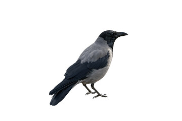 Obraz premium grey crow close-up, island, clipping outline. wildlife, birds, ornithology.