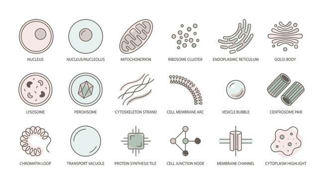 Explore cellular biology with this informative illustration of cell structures, ideal for educational materials, scientific presentations, and biology textbooks design