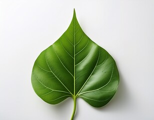 elegant green leaf on white background