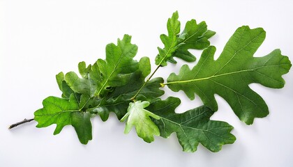 fresh green oak leaves against white background
