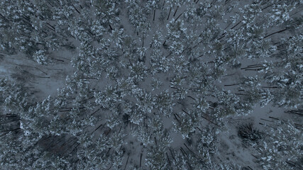 Aerial Belarus winter forest with conifers and radiating trunks