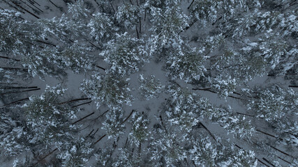 Aerial Belarus conifer forest in winter with frosted pine canopy