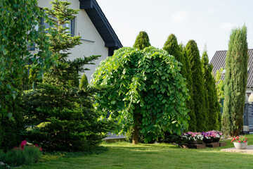 Wiąz w domowym ogrodzie © dariog1973
