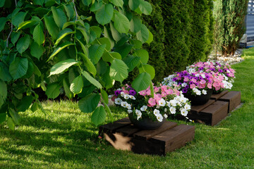 Wiosenne kwiaty w doniczkach © dariog1973