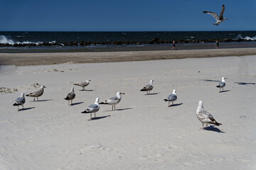 Mewy na plaży nad morzem Bałtyckim © dariog1973