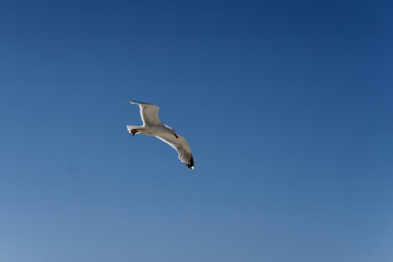Mewy na plaży nad morzem Bałtyckim © dariog1973