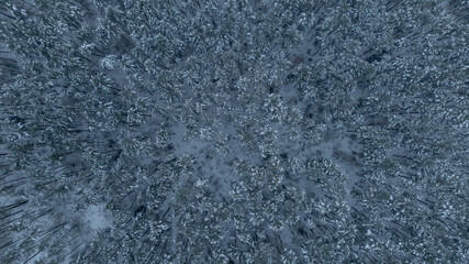 Aerial winter conifer forest canopy pattern in Belarus at dawn