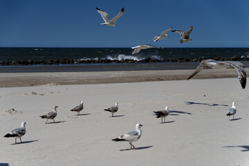 Mewy na plaży nad morzem Bałtyckim © dariog1973
