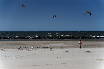 Mewy na plaży nad morzem Bałtyckim © dariog1973