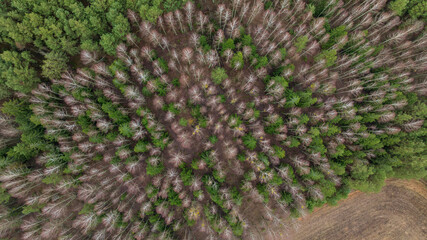 Aerial Belarus winter woodland with birch crowns and evergreen pines