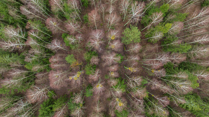 Aerial winter Belarusian forest with birch canopies and evergreens