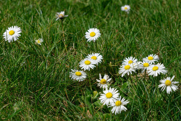 Wiosenne stokrotki © dariog1973