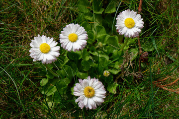 Wiosenne stokrotki © dariog1973