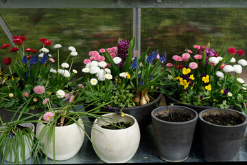 Wiosenne kwiaty w doniczkach